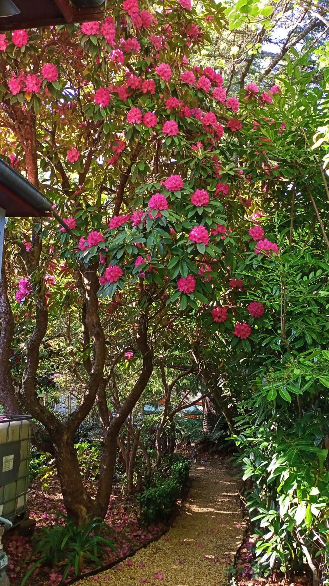 Guest house Kubba Roonga - Boutique Luxury Retreat & Gardens - Blue Mountains
