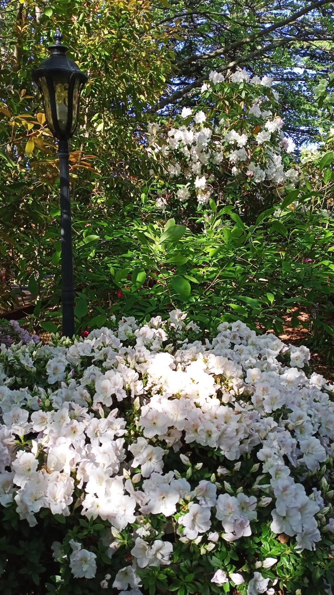 Kubba Roonga - Boutique Luxury Retreat & Gardens - Blue Mountains Guest house Blackheath