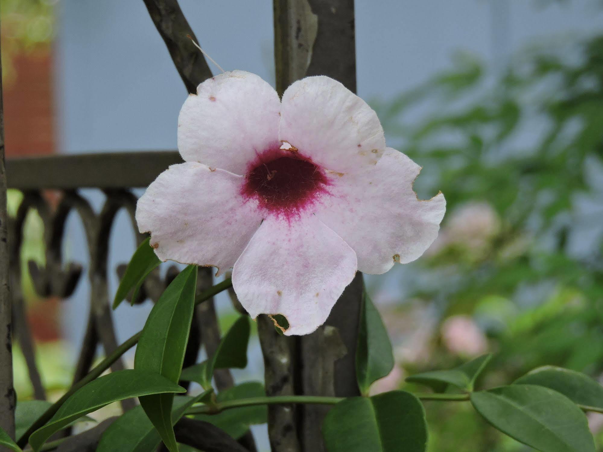 Kubba Roonga - Boutique Luxury Retreat & Gardens - Blue Mountains Guest house